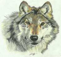 another excellent realistic wolf !
