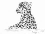 cute jaguar cub !
